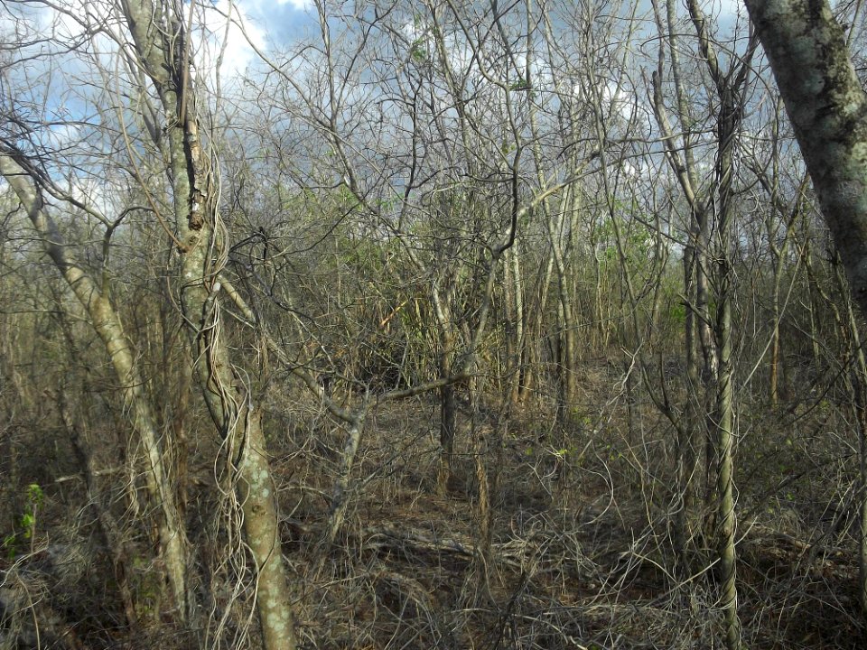 Komchén (Mérida), Yucatán (19)