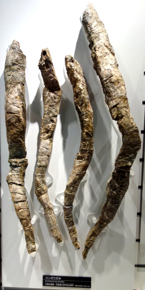 Konbostrea konbo - National Museum of Nature and Science, Tokyo - DSC06997