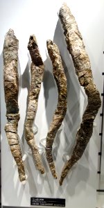 Konbostrea konbo - National Museum of Nature and Science, Tokyo - DSC06997