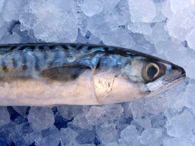 Mackerel fish ice photo