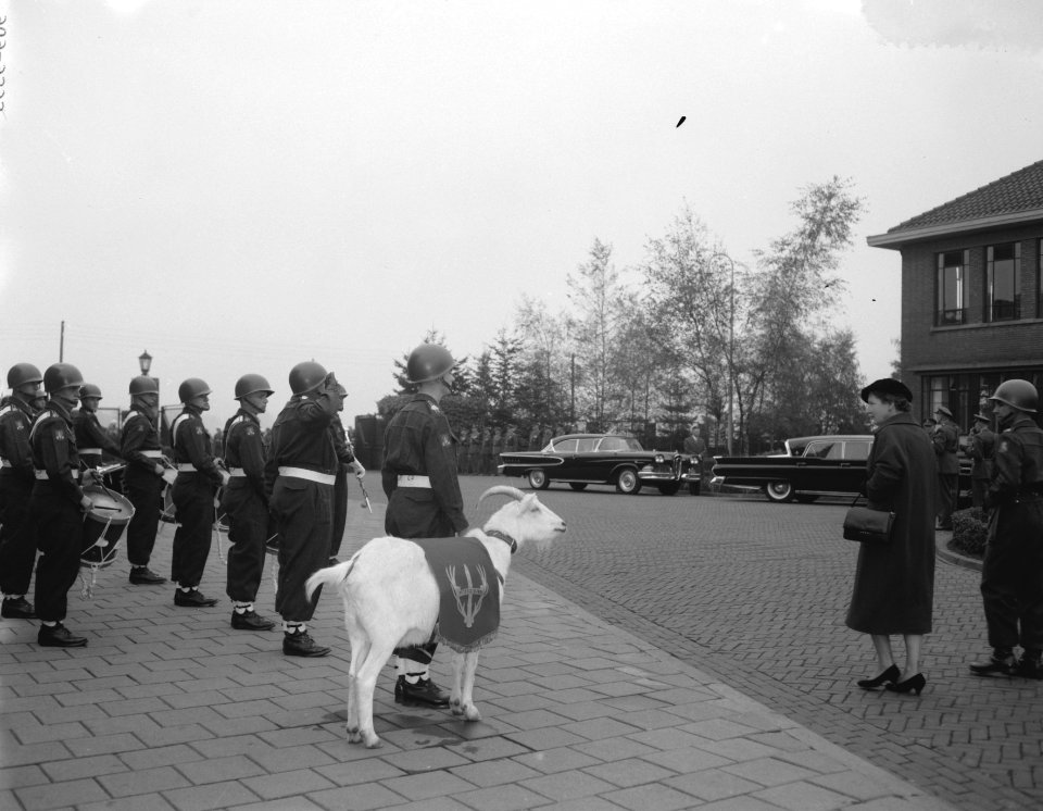 Koningin Juliana bezoekt de stoottroepen te Grave Kees de Bok is de mascotte , Bestanddeelnr 909-9393