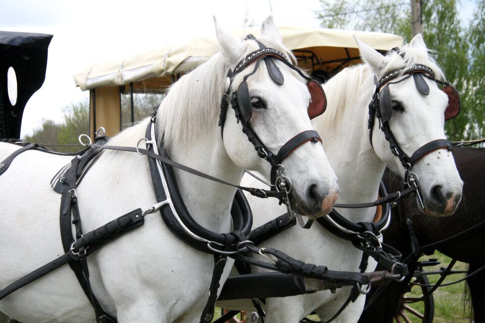 Mare stallion tandem
