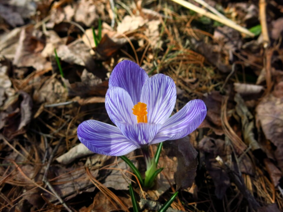 Nature purple bloom