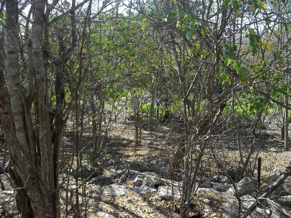 Komchén (Mérida), Yucatán (13)