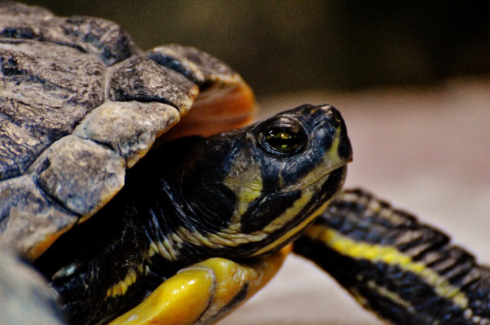 Panzer tortoise shell nature