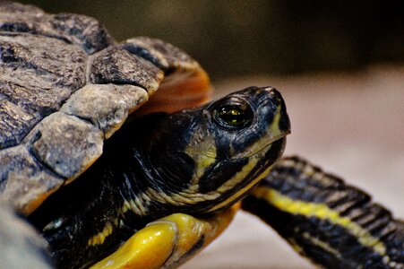 Panzer tortoise shell nature