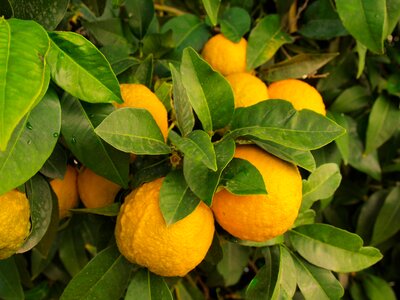Fruit citrus food photo
