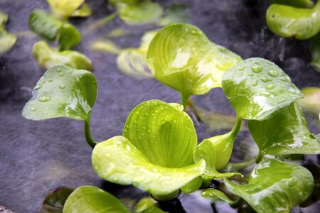 Rain water wet