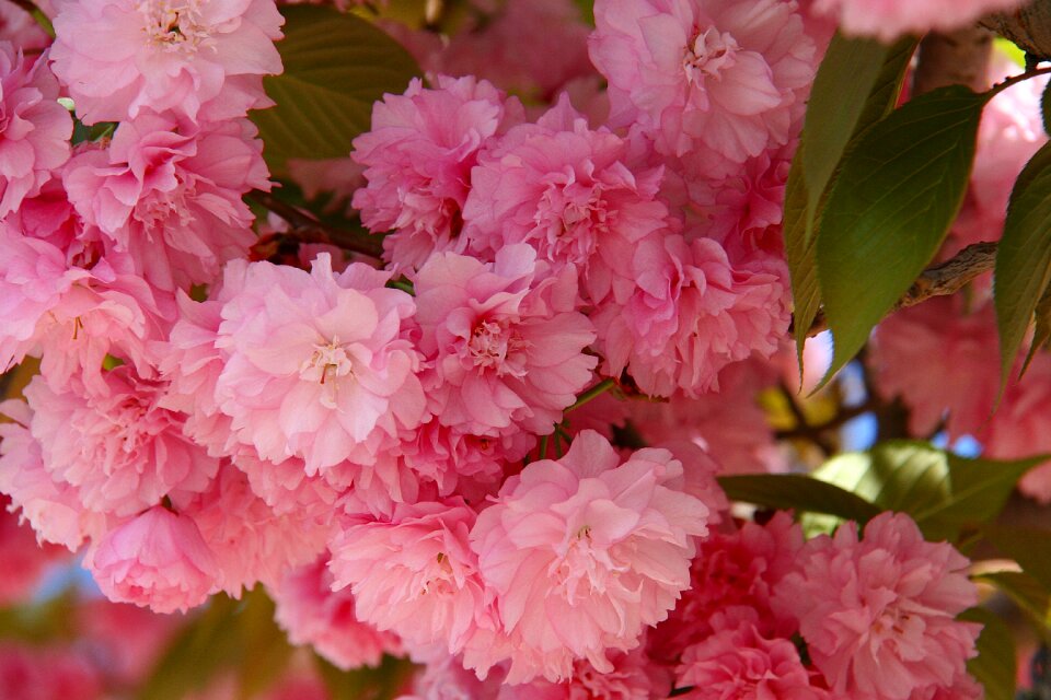 Bloom nature cherry