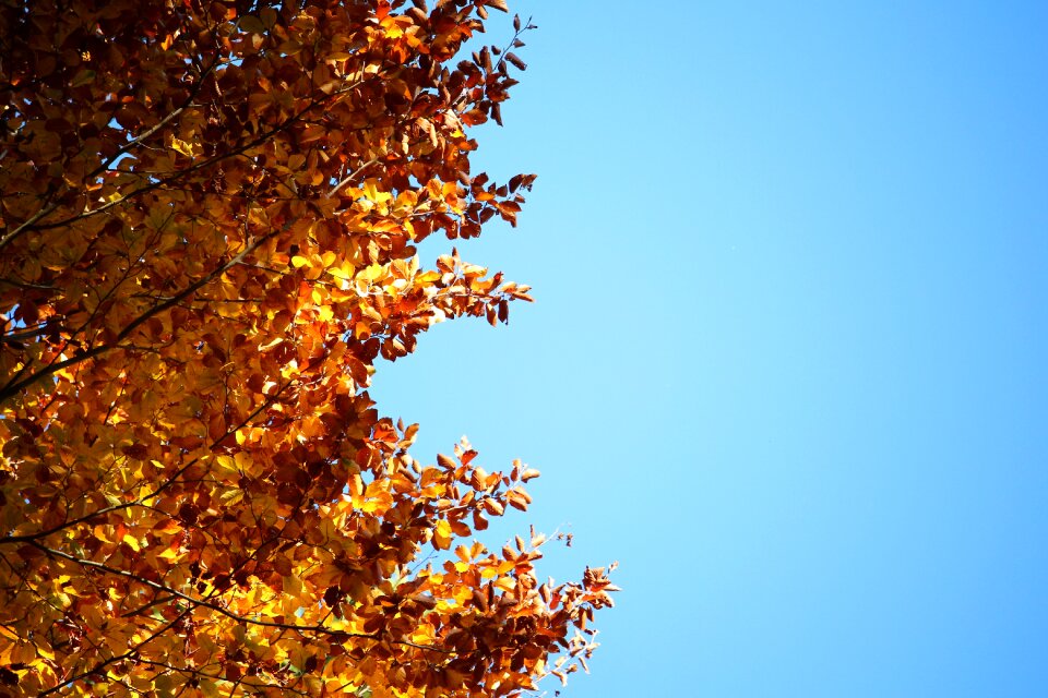 Ancient sky autumn