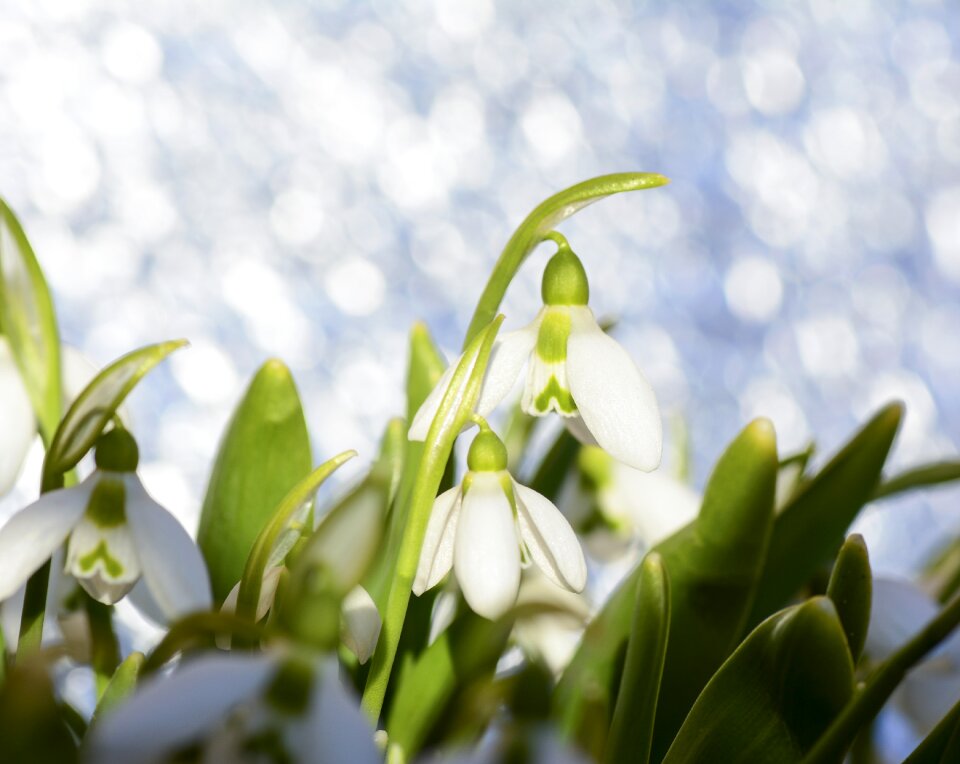 Spring grass nature