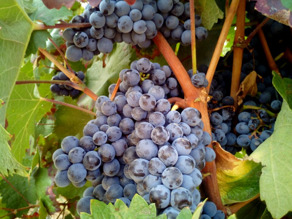 Vineyard vineyards field