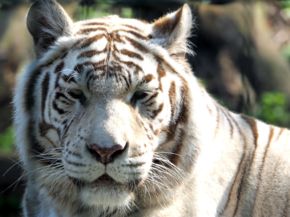 Predator white wildcat