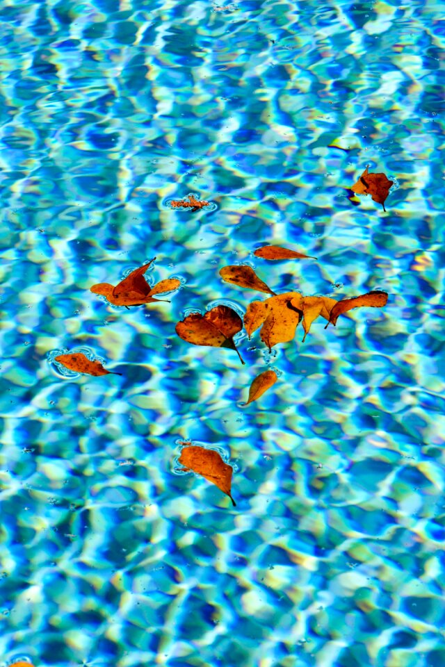 Leaves pool water blue