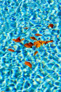 Leaves pool water blue photo