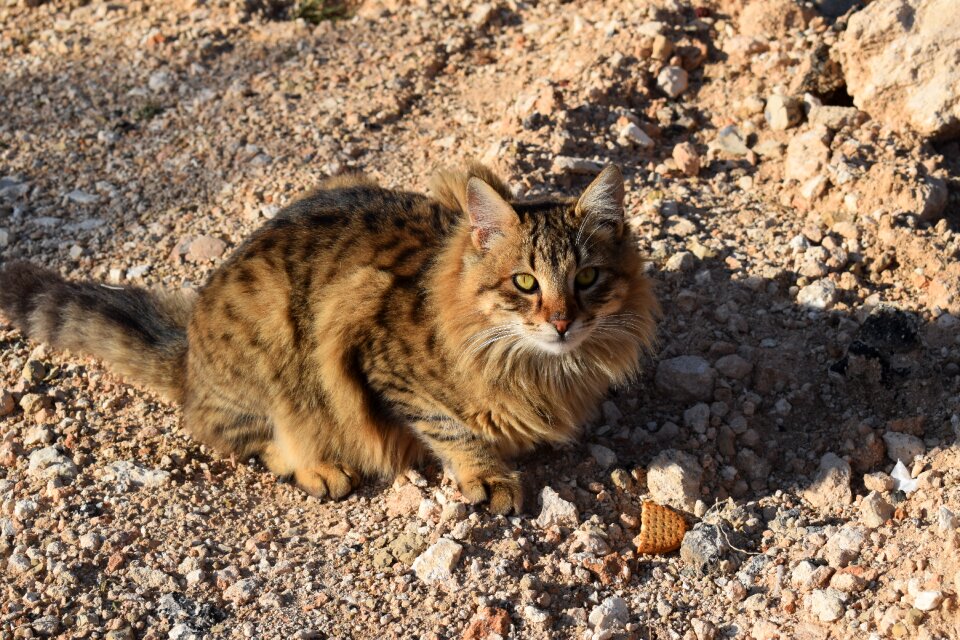 Animal kitten young