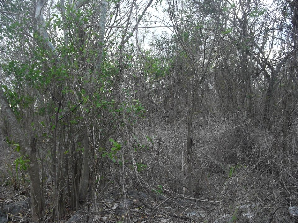 Komchén (Mérida), Yucatán (17)