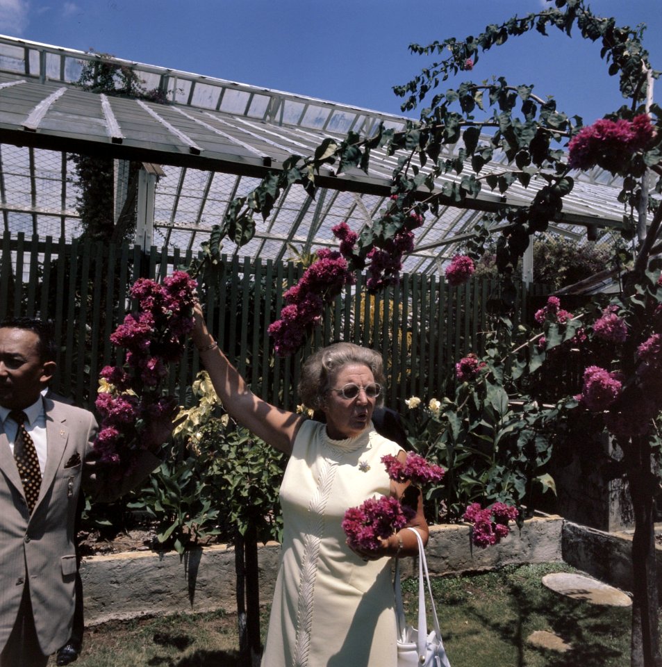 Koningin Juliana in de plantentuin van Bogor bij de bougainville, Bestanddeelnr 254-9051