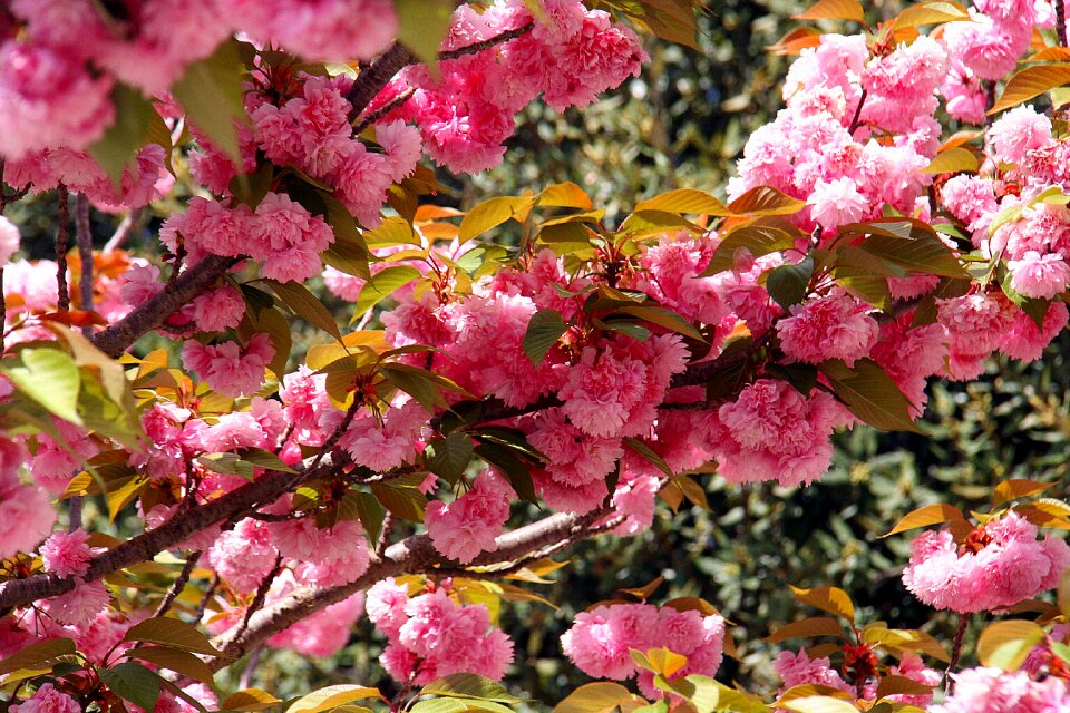Bloom nature tree