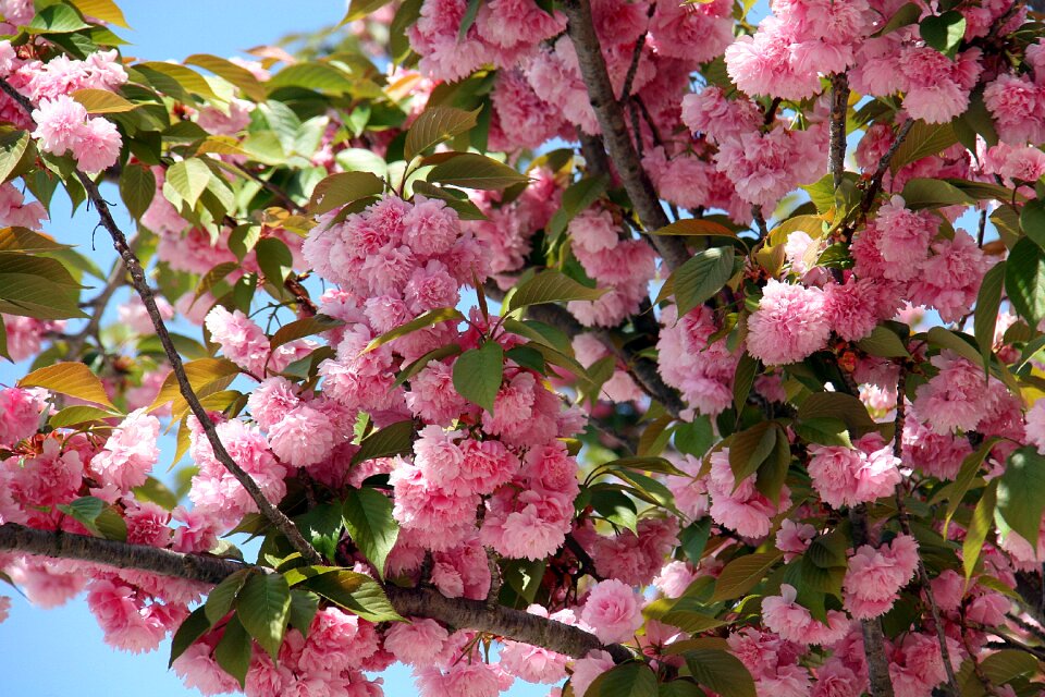 Bloom nature tree
