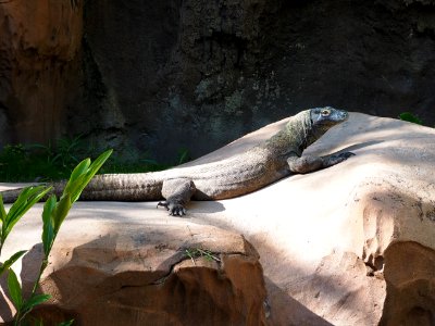 Komodo dragon (Varanus komodoensis) in Disney's Animal Kingdom
