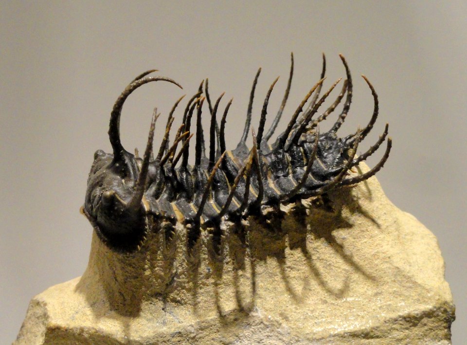 Koneprusia brutoni, Devonian, Hamar Laghdad Formation, Morocco - Houston Museum of Natural Science - DSC01441