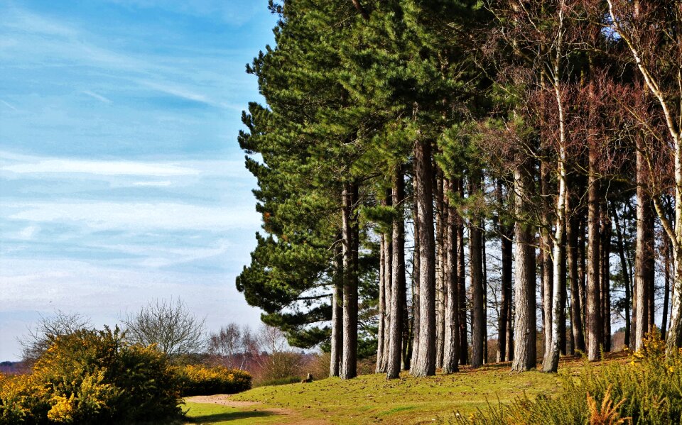 Nature green forest