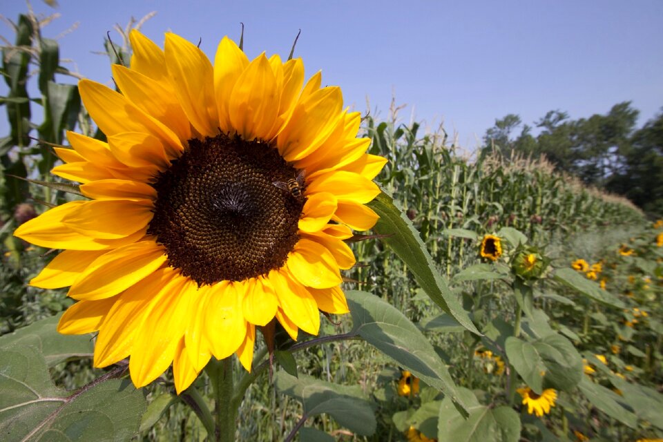 Flower bloom blossom