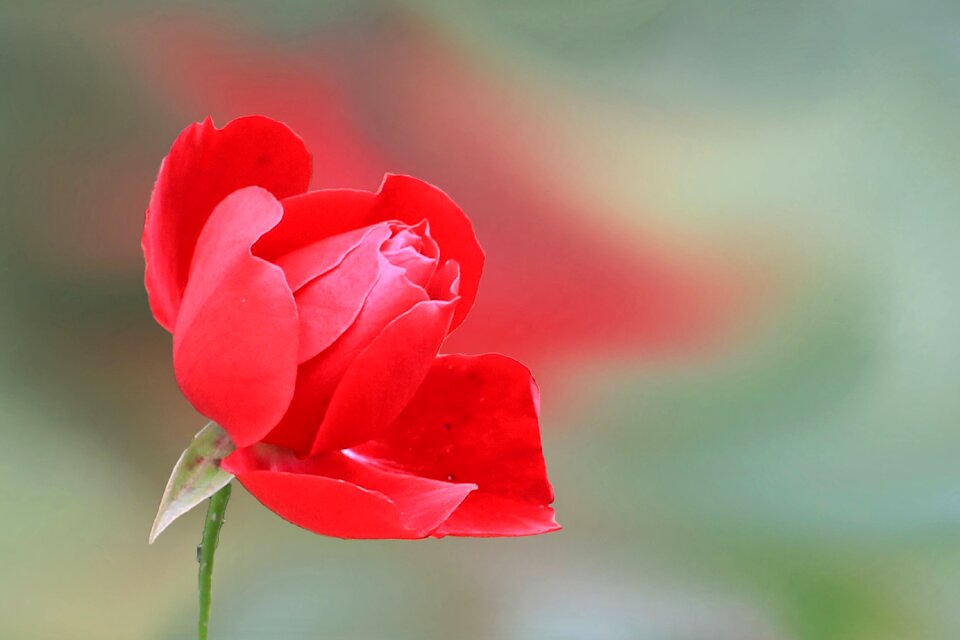 Blossom bloom rose blooms