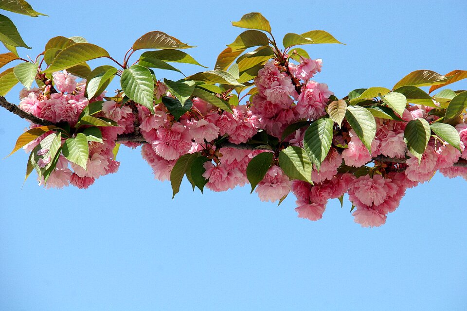 Bloom nature tree