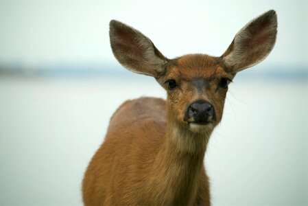 Up nose wildlife