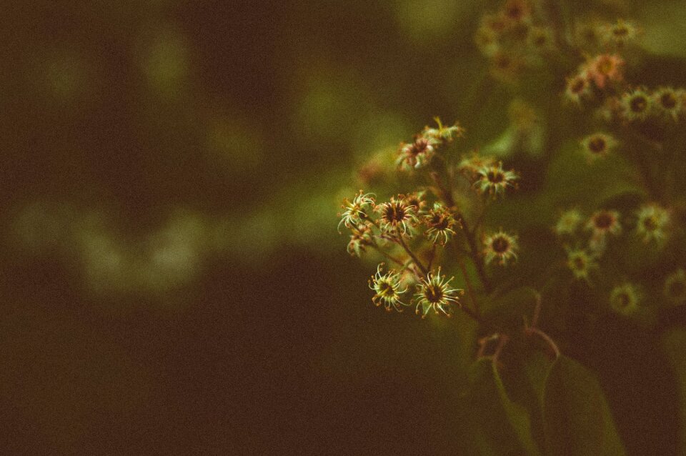 Flower buds flowers leaves