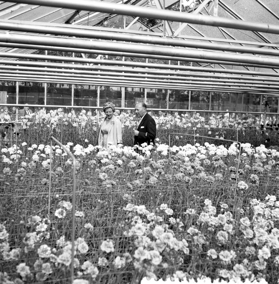 Koningin Juliana in een kas, Bestanddeelnr 911-4404