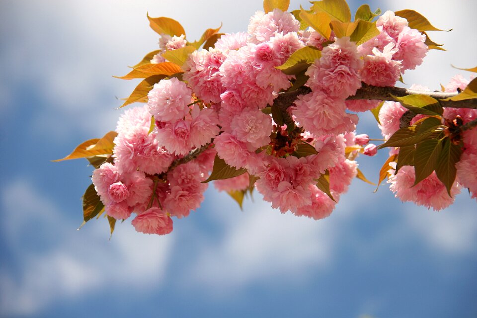 Bloom nature tree