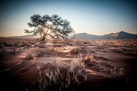Sunrise sand dune tree photo