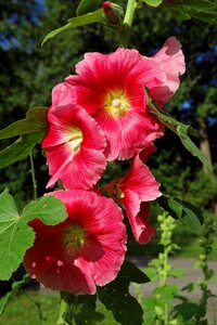 Red stock rose garden flower