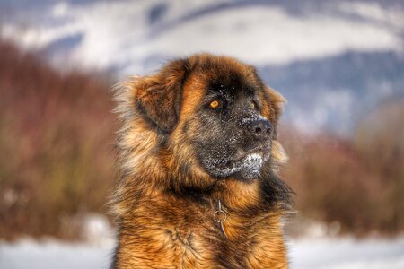 Winter portrait brown dog