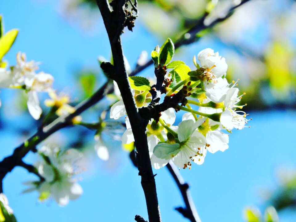 Flowering white flower signs of spring