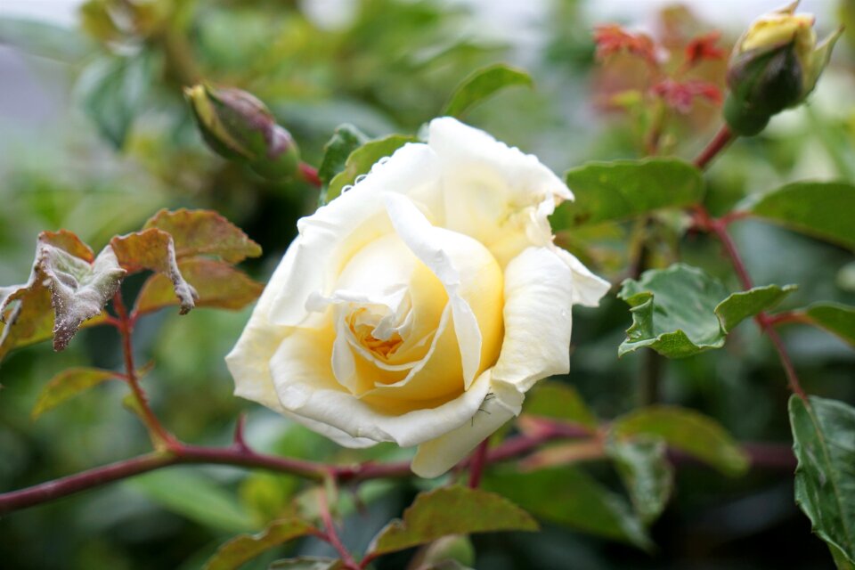 Nature flowering white rose