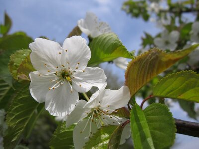 Flowers cherry tree tree photo