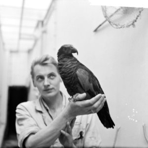 Koning der Loeris zeldzame vogel in Artis uit Nieuw-Guinea, Bestanddeelnr 914-3490
