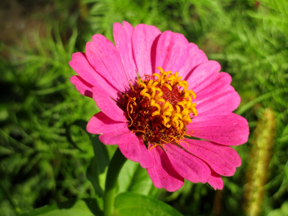 Colorful plant composites