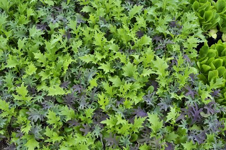 Lettuce greenhouse salad