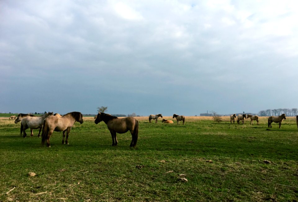 Konik horses in the river forelands of Lingewaard (Gelderse Poort)