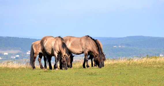 Konik Polski Solutré 26102014 3