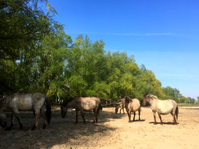 Konikpaarden in de Bemmelse uiterwaarden