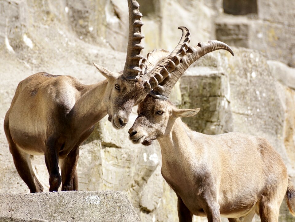 Mammal nature horns