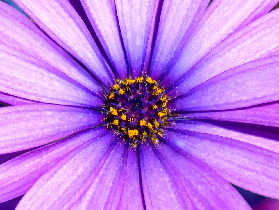 Detail foreground flower