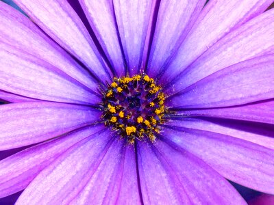 Detail foreground flower