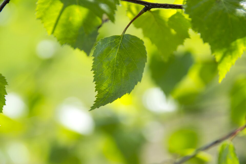 Green leaves spring nature photo